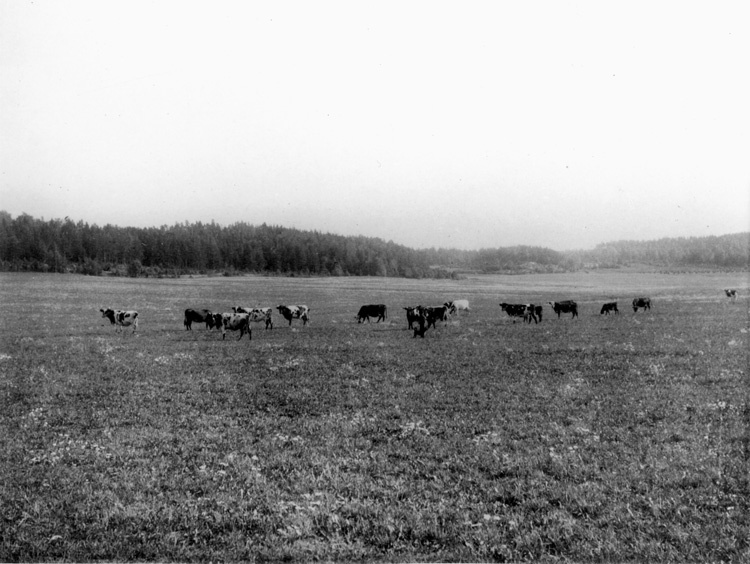 Betande kor på Storängen söder om Görvälns gård...