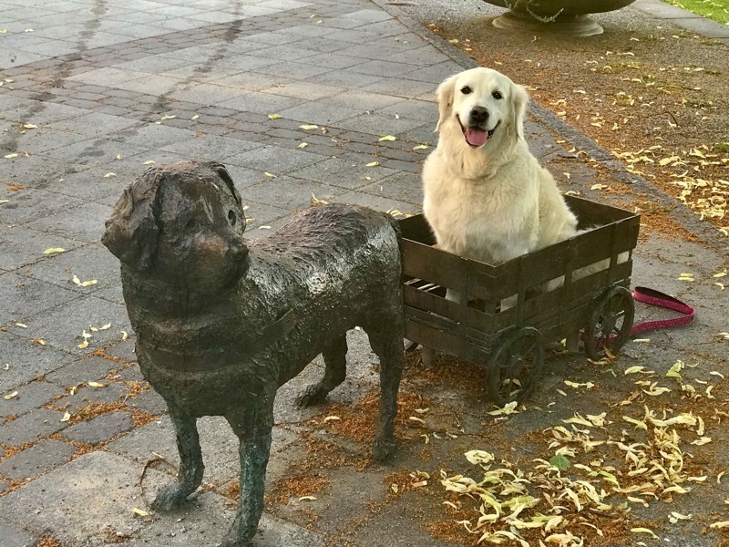 En golden labrador hund sitter i en vagn vid en...