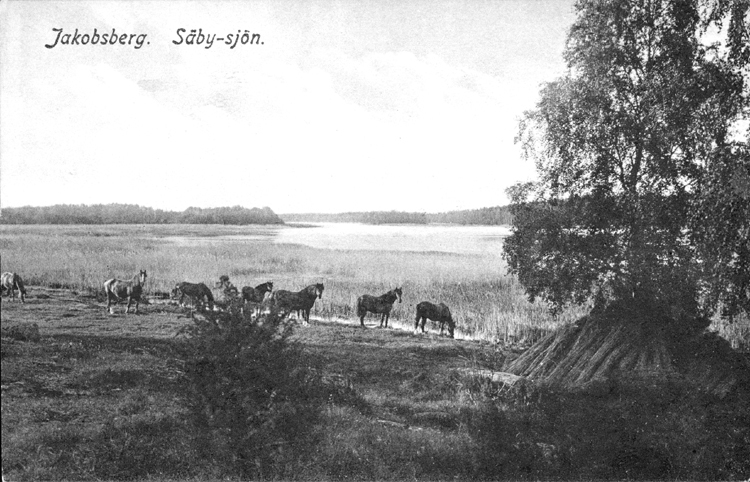 Hästar på stranden vid Säbysjön.