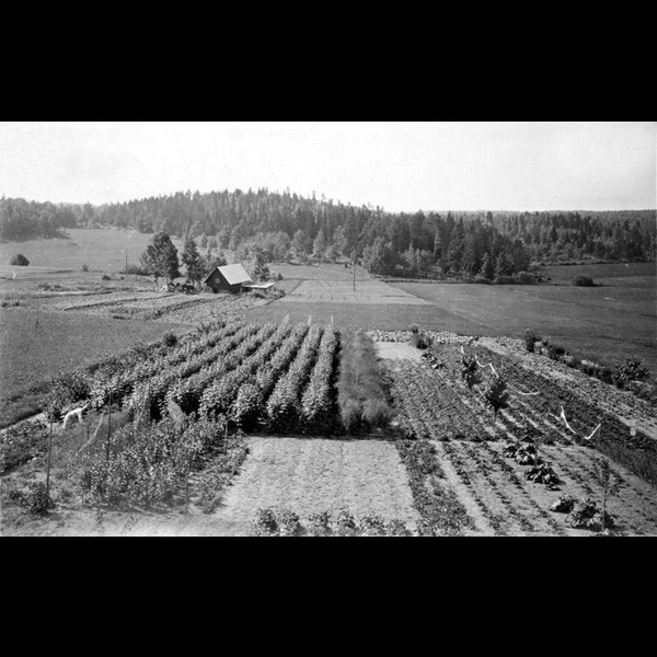JkB 19533 - Trädgårdsbruk