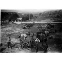 001782 - Hästar med vagnar på ett fält