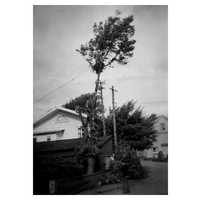 001040 - Fällning av ett träd
