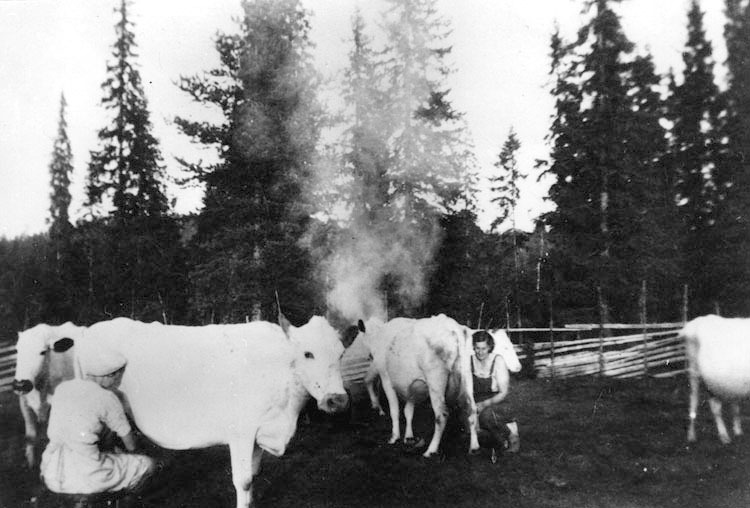 Mjölkning i fäboden 1945.