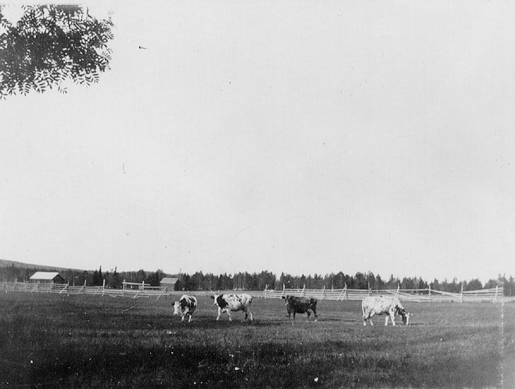 Karlstorp. Vy från Karlstorp med kor. 1892.
