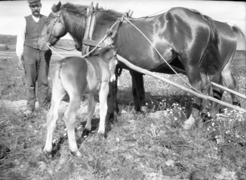Arrendator med två hästar. Rölanda, 1911.