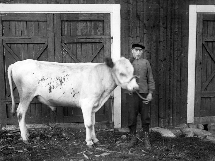 Sven Olofsson med en tam oxe, 1920-08-26.