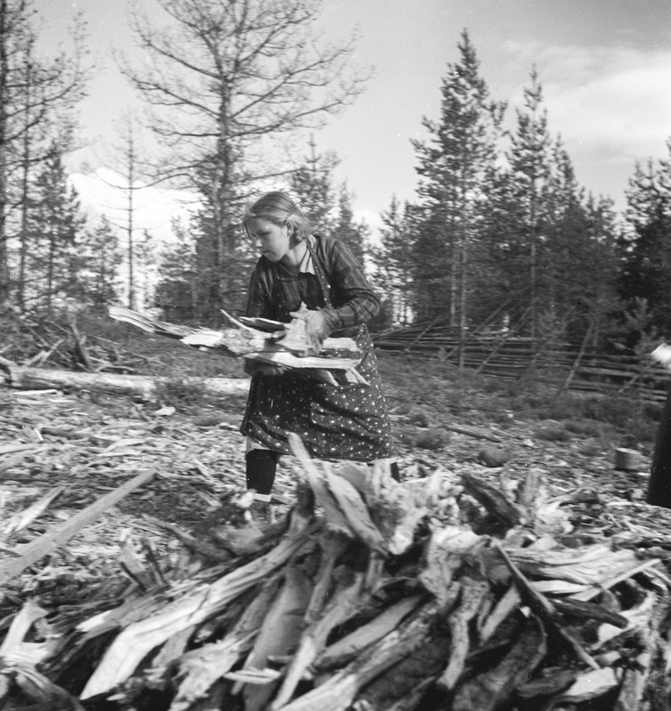 Stubbrytning, Åmsele 1936