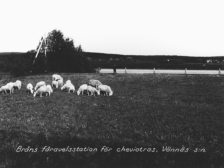 Bråns fåravelsstation för Cheviotras.