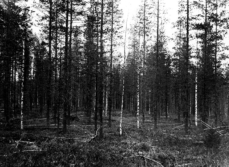 Dessa skogsbilder är tagna av Mauritz Engman un...