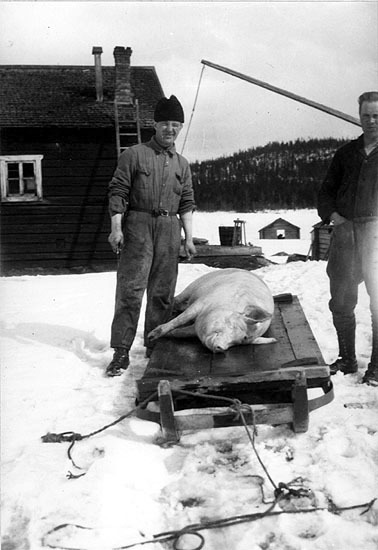 Svenssons gård. Julgrisen slaktas 1932.