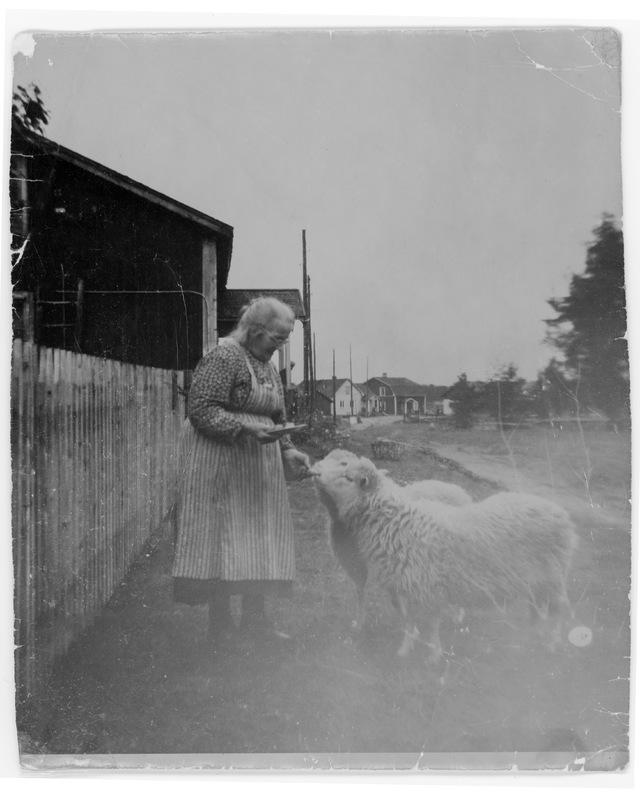 Utfodring av lamm.