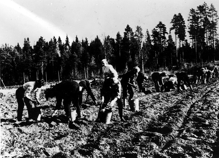 Potatisupptagning vid Dalkarlsåskolan, 1954.