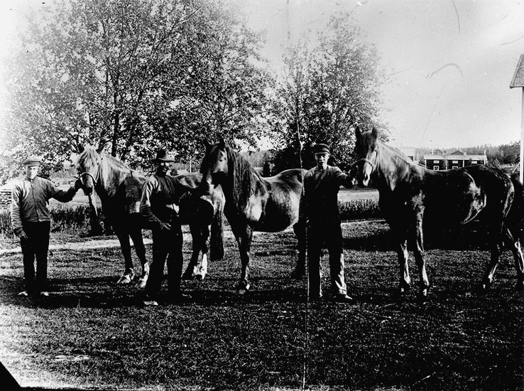 Tre herrar Tjärnberg visar upp tre hästar. Häst...