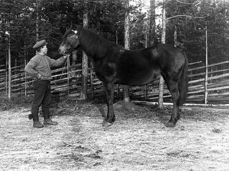Nicke Gruffman, född 16/1 1885, och hästen Sheery.