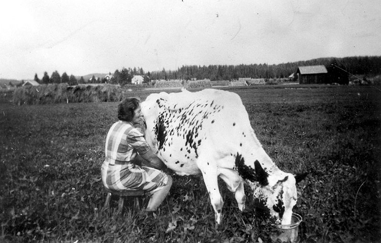 Elna Jonsson mjölkar kon Lilja på gård AC 3:20,...