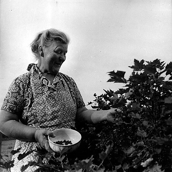 Fru Lina Eriksson, Granliden.