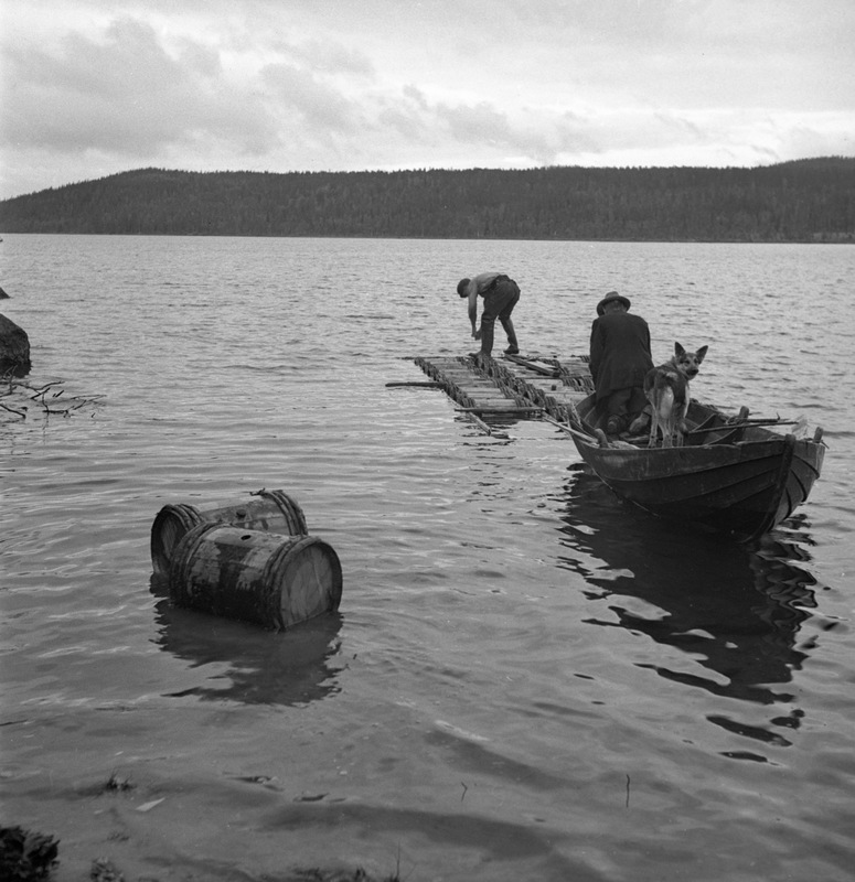 Tjärtunnor vid Hjukensjöns strand Åmsele 1936