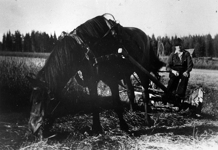 Frans Karlsson, Bjursjön, med häst.