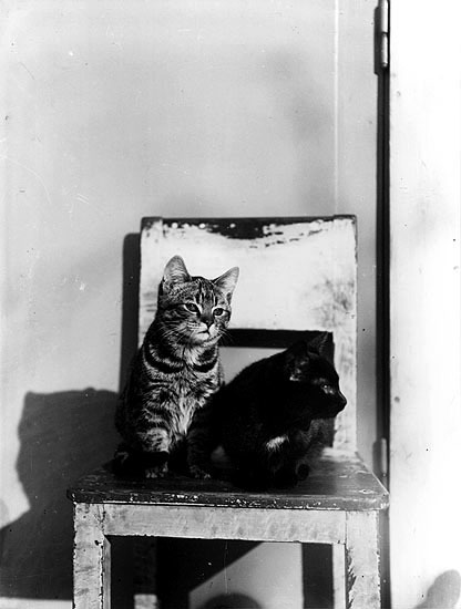 Katten Mickas ungar. Bilden är tagen 1934.