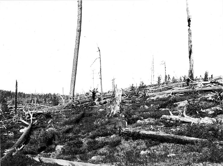 Svergoberget efter skogsbranden 1901?