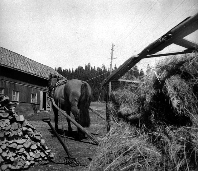 Höladning hos Edor Persson, Varpsjö 1950.