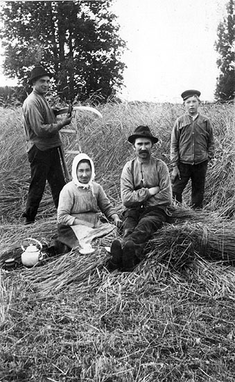 Engla och Elof Andersson skördar korn.