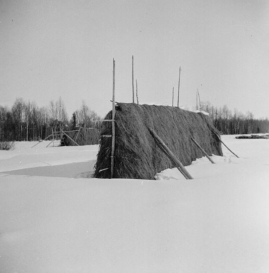 Foderhässja på en myr söder om Skansholm, 1944.