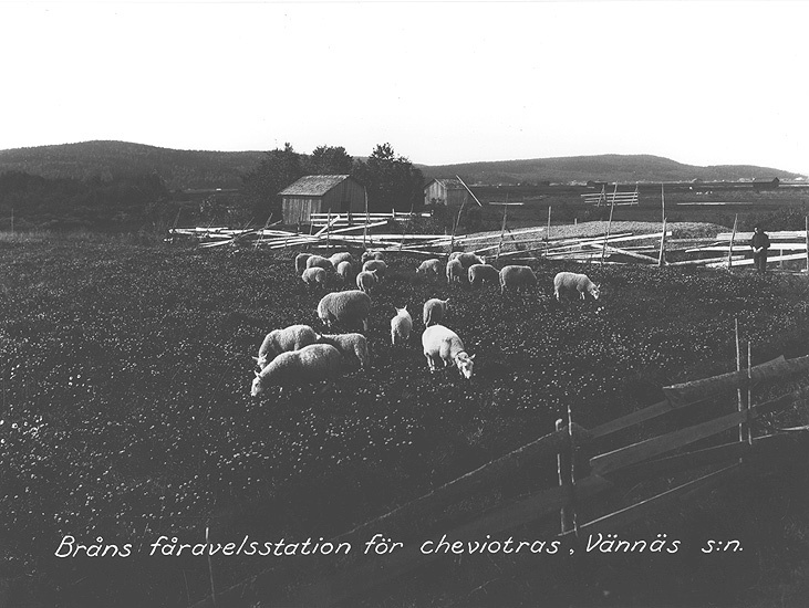 Bråns fåravelsstation för Cheviotras.
