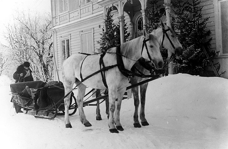 Vagnhästarna Tuttan, Kamon med kusken Sjöström ...