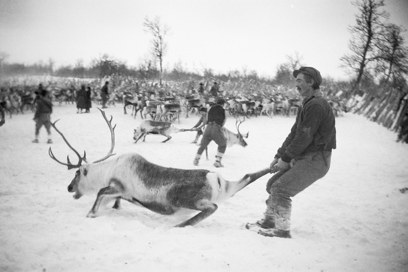 Fride Andersson drar renar.