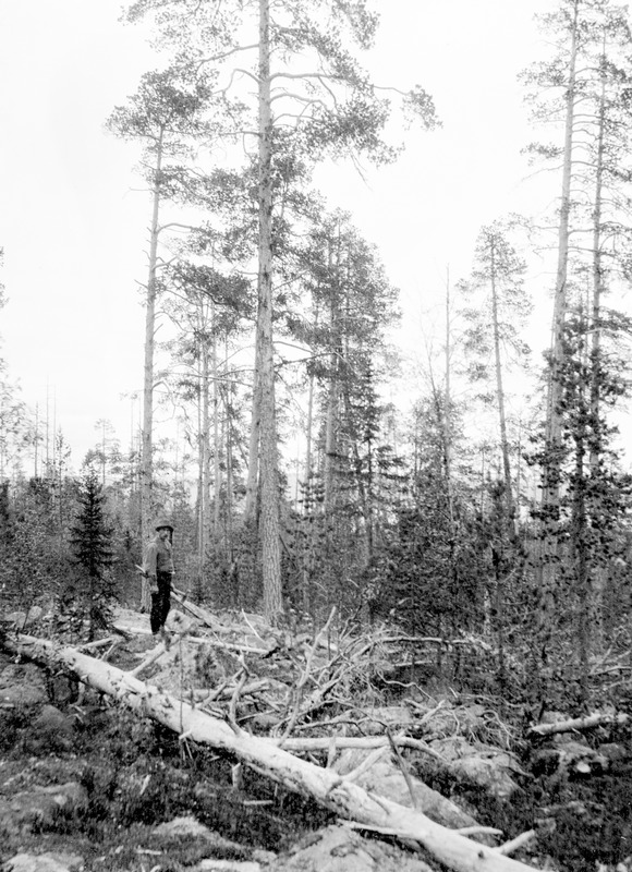 Skogsarbetare, Sorsele, 1907.