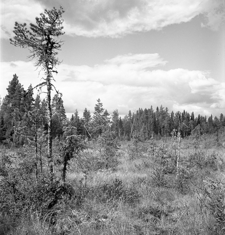 Myr i Åsele 1937