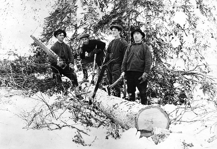 Fyra skogsarbeare vid fälld gran.