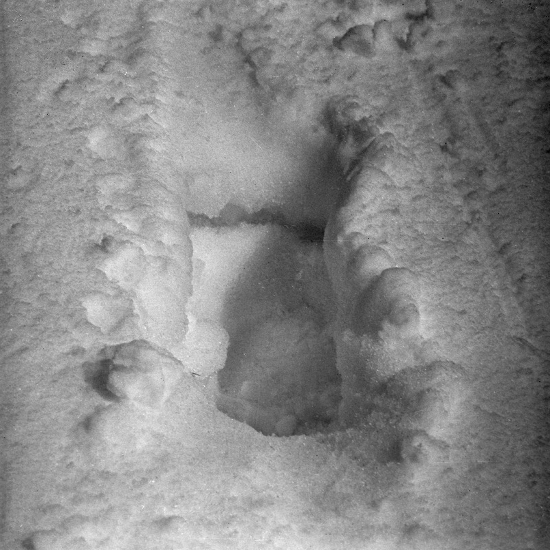 Björnspår i snön.