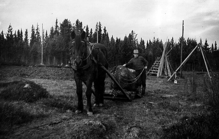 Edor Perssons gård ca 1955.Bortforsling av sten...