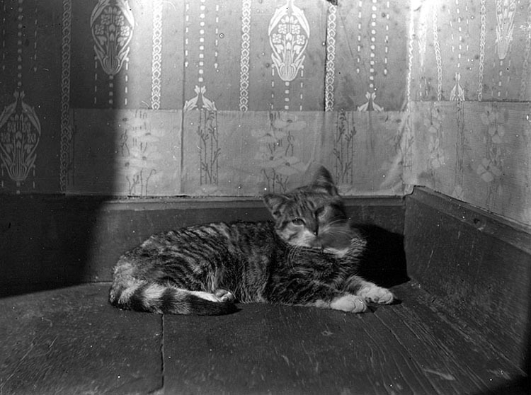 Katten Stina. Bilden är tagen 1921 på gården Go...