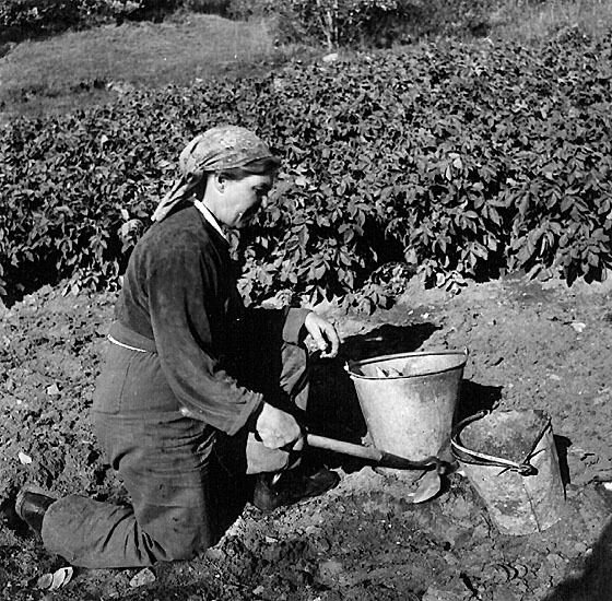 Oidentifierad. Kvinna som gräver potatis.