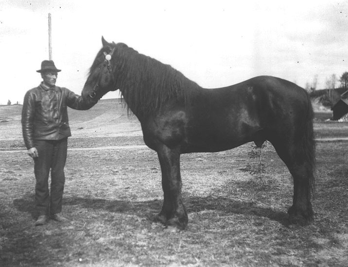 Eugen Bergström med häst i Agnäs.