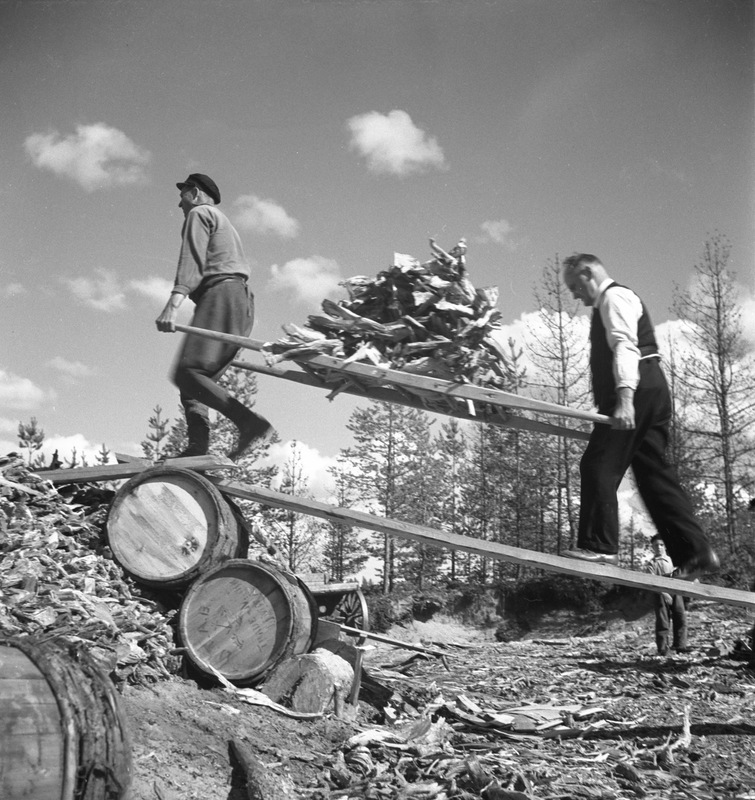 Stubbrytning, Forsbacka, Åmsele 1936