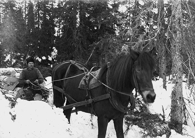 Elof Olofsson kör timmer med hästen Pil, vinter...