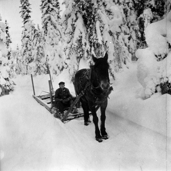 Axel Svensson, Skansholm, på väg efter ved, 1943.