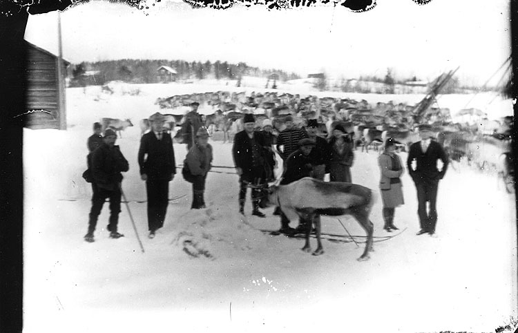 Renrajd på Lavsjön. Bild från 1920-talet.