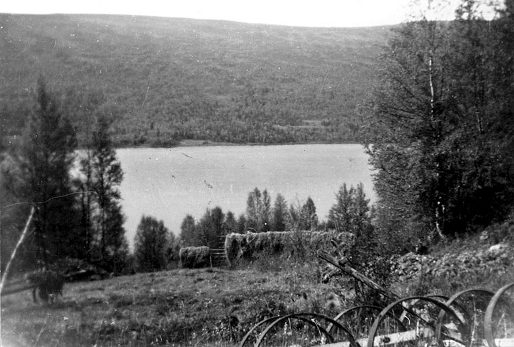 Hässjor i skogen vid Brattås, Ransaren.