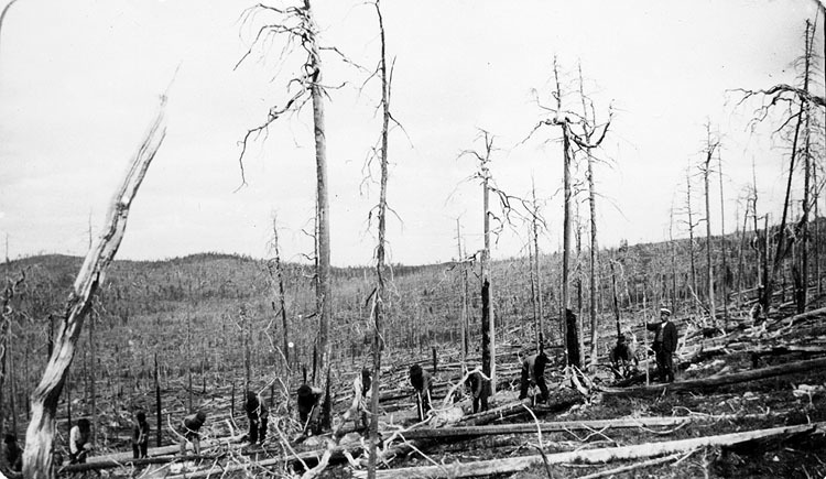 Skogssådd på bränna (Mattaberget) 1905-06.