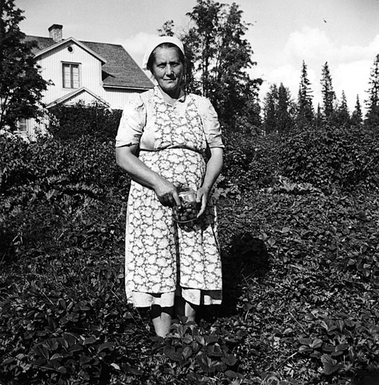 Fru M. Grahn, Granhöjden, vid sitt jordgubbslan...
