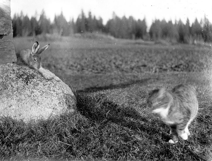 Katten Stina och haren, fotograferade 1922-09-21.