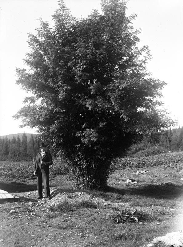 Rönn vid Perstorp, Gardsjönäs. Foto 1926.