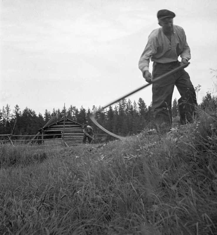 Raningsslåtter vid Ekorrån, Vindelälven 1936