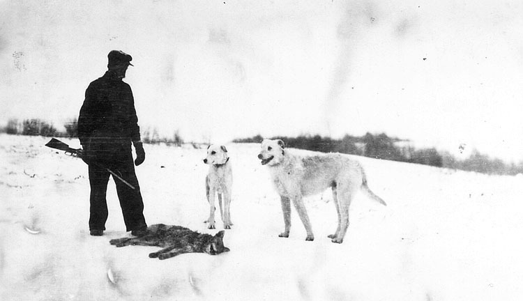 Coyote-jakt i Donalda, Alberta, Canada 1916. Gu...