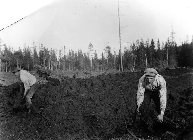 Karl Lindberg och Verner Zingmark gräver diken....